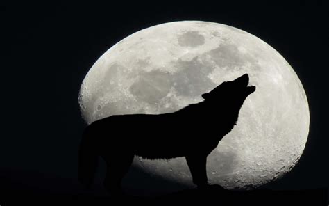  Howling at the Moon: An Immersive Journey into the Wild and Whimsical World of Canine Photography